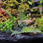 植栽から29日目　クリプトコリネ　ブローサ